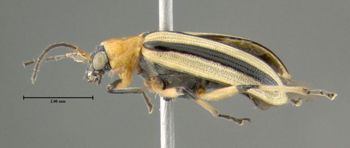 Media type: image;   Entomology 613220 Aspect: habitus lateral view